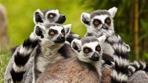unique animals from around the world.